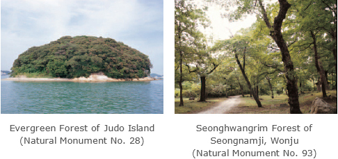 Evergreen Forest of Judo Island (Natural Monument No. 28) /Seonghwangrim Forest of Seongnamji, Wonju (Natural Monument No. 93)