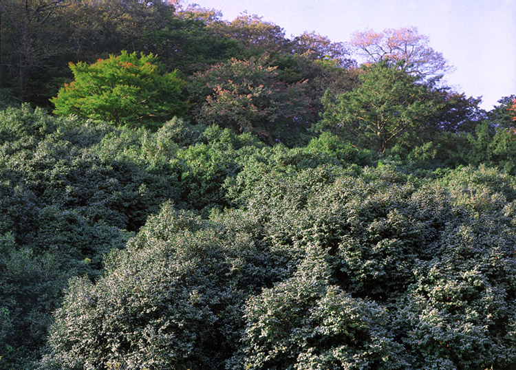 고창삼인리의동백나무숲