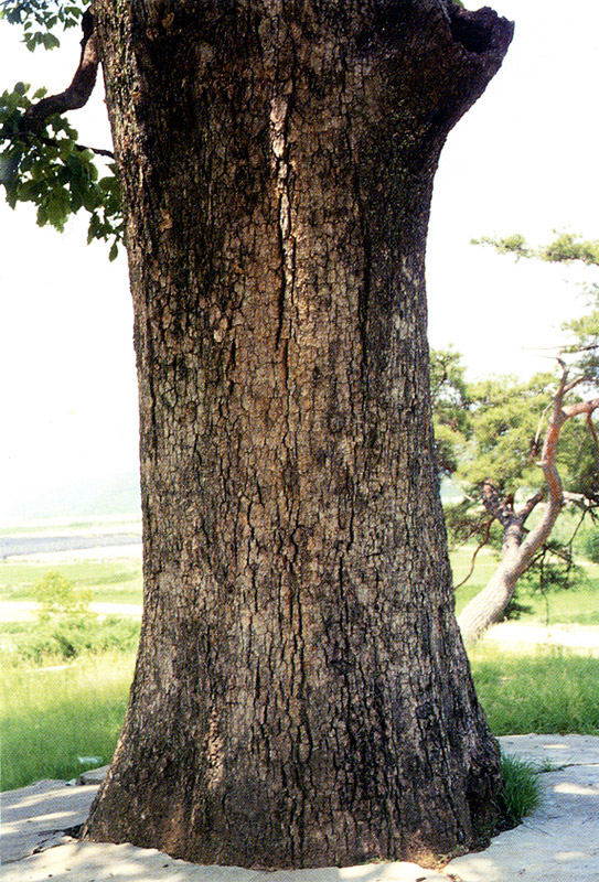 영풍단산면의갈참나무줄기
