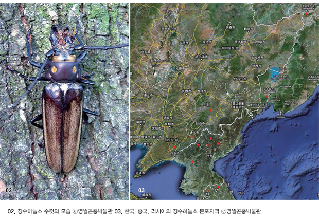 02. 장수하늘소 수컷의 모습 ⓒ영월곤충박물관 03. 한국, 중국, 러시아의 장수하늘소 분포지역 ⓒ영월곤충박물관