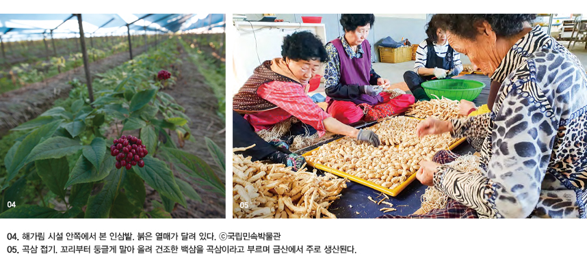 04.해가림 시설 안쪽에서 본 인삼밭. 붉은 열매가 달려 있다. ©국립민속박물관 05.곡삼 접기. 꼬리부터 둥글게 말아 올려 건조한 백삼을 곡삼이라고 부르며 금산에서 주로 생산된다.