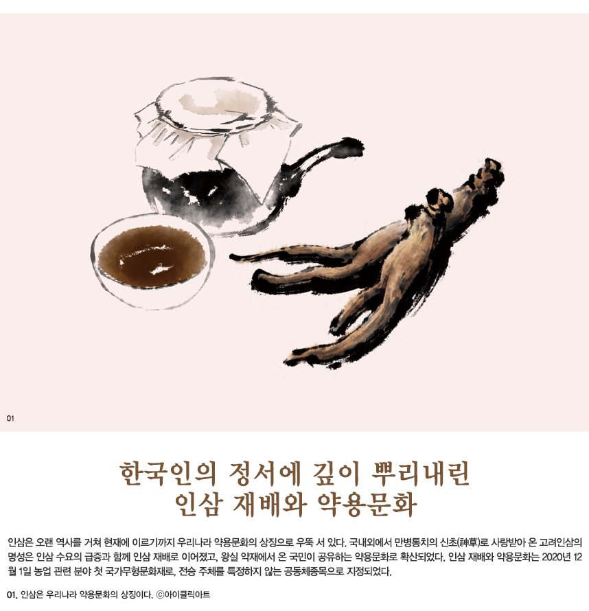 한국인의 정서에 깊이 뿌리내린 인삼 재배와 약용문화 인삼은 오랜 역사를 거쳐 현재에 이르기까지 우리나라 약용문화의 상징으로 우뚝 서 있다. 국내외에서 만병통치의 신초(神草)로 사랑받아 온 고려인삼의 명성은 인삼 수요의 급증과 함께 인삼 재배로 이어졌고, 왕실 약재에서 온 국민이 공유하는 약용문화로 확산되었다. 인삼 재배와 약용문화는 2020년 12월 1일 농업 관련 분야 첫 국가무형문화재로, 전승 주체를 특정하지 않는 공동체종목으로 지정되었다. 01.인삼은 우리나라 약용문화의 상징이다. ©아이클릭아트