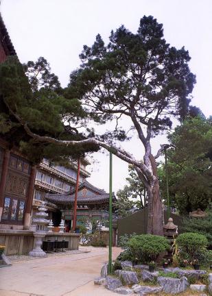 Lacebark pine(pinus bungeana zucc.)of Susong-dong in Seoul