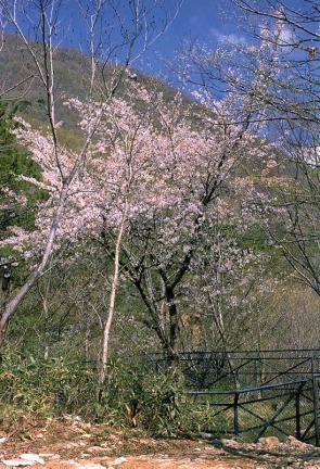 Natural habitat of cherry trees in Mt. Daedunsan