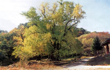 The general view of Gingko tree