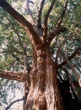 The trunks of Gingko tree