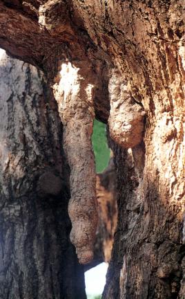 The little trunk of gingko tree