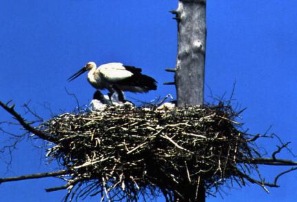 White stork and its young bird in the nest(Eumseong, Chungcheongbuk-do)